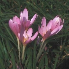 colchicum
